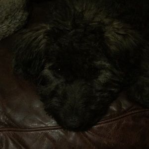 Meet your Posher, Tyler